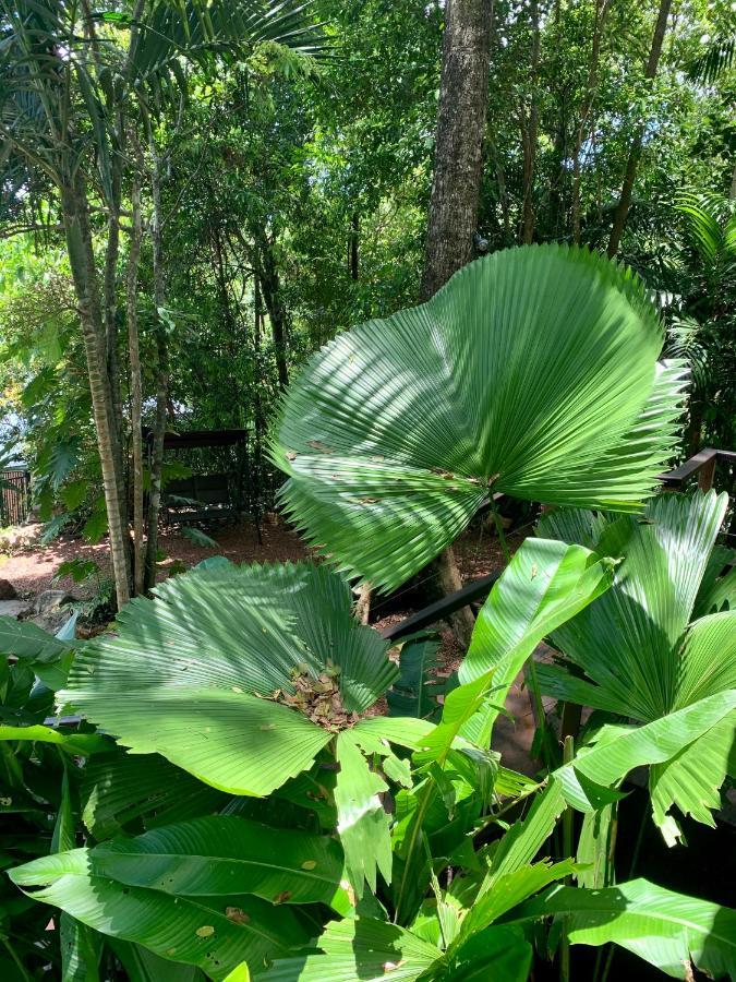 Cairns Rainforest Retreat Exterior photo